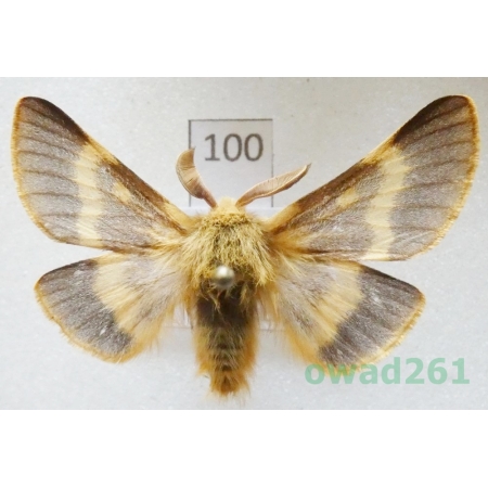 Lemonia dumi (Linnaeus, 1761) male Slovakia100